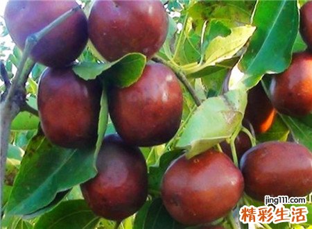孕妇梦见吃枣有什么预兆，孕妇梦见吃新鲜的大枣