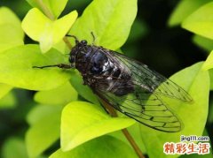 梦见知了好不好，女人梦见捉了好多知了