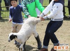 梦见别人杀羊有什么预兆，做梦梦到别人宰羊流好多血