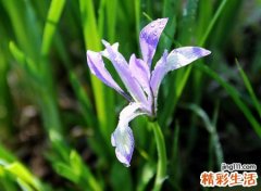 马莲花的寓意和象征