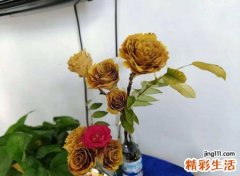 2022年犯太岁的生肖