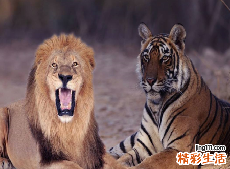梦见老虎狮子好不好，女人梦见狮子老虎同时出现