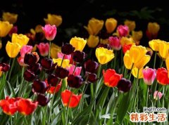 郁金香的象征意义