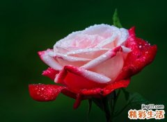 属龙88年婚姻运势