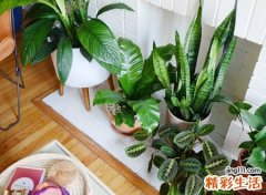 2007年属猪的是什么命