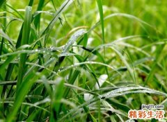 梦见蚂蝗是什么意思，女人梦见蚂蝗咬自己