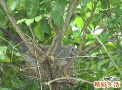 斑鸠筑巢是福是祸