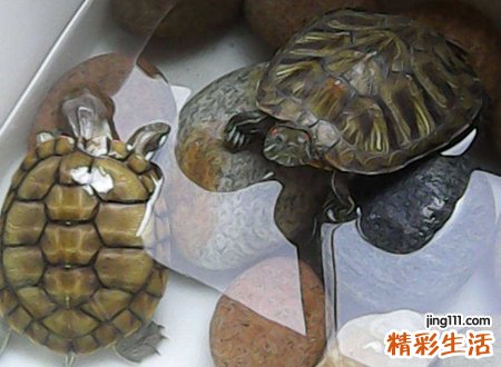 家里养巴西龟吉利吗