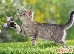 猫不请自来的兆头