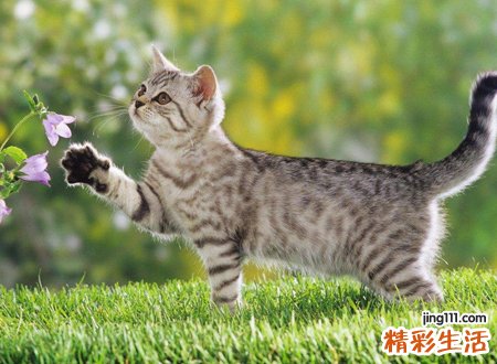 猫不请自来的兆头