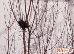 冲太岁是什么意思