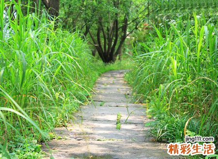 梦见蚂蝗预示什么，做梦梦到把蚂蝗一根一根拔出来