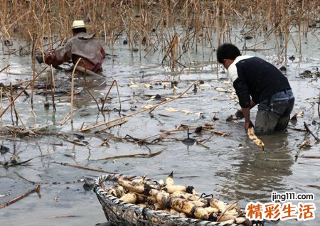 梦见蚂蝗预示什么，做梦梦到把蚂蝗一根一根拔出来
