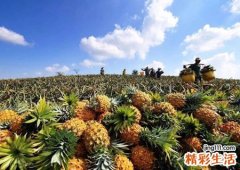 带菠萝的网名，关于菠萝的小清新游戏名字