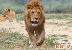 梦见狮子追我有什么预兆，做梦梦到狮子追我要吃我