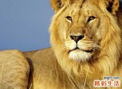 梦见狮子追我是什么意思，做梦梦到狮子追我但逃脱了