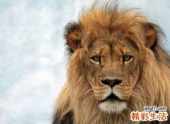 梦见狮子追我好不好，做梦梦到被狮子追到处躲藏