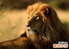 梦见狮子追我预示什么，做梦梦到狮子追我但没咬到