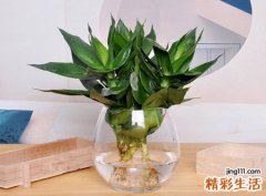 卧室摆放什么植物风水最好