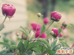 梦见死尸好吗，做梦梦到很多死尸什么预兆
