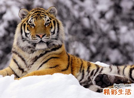 孕妇梦见老虎有什么预兆，孕妇梦到老虎是胎梦吗