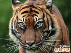 梦见老虎咬人是什么意思，做梦梦到老虎咬我女儿