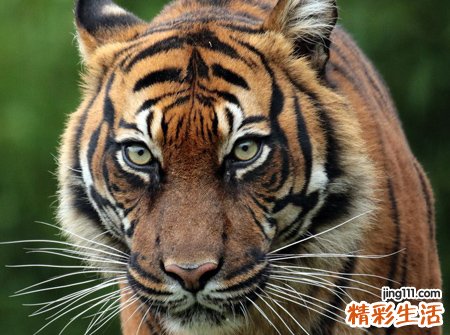 梦见老虎咬人是什么意思，做梦梦到老虎咬我女儿