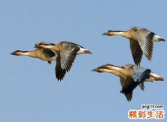 梦见自己飞上天预示什么，做梦梦到飞上天飞得很高