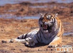 孕妇梦见老虎是什么意思，孕妇梦见一只黄老虎