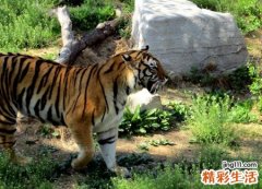 梦见老虎咬人预示什么，做梦梦到自己养的老虎咬人