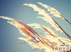 深情网名，好听的五个字唯美昵称