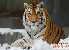 梦见老虎咬人好吗，做梦梦到老虎吃亲人是什么预兆