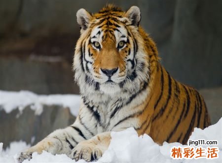梦见老虎咬人好吗，做梦梦到老虎吃亲人是什么预兆