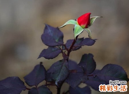 高端有内涵的唯美名字，优雅古典的怀旧昵称