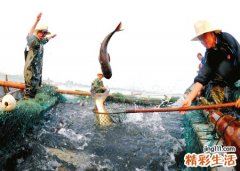 梦见别人捞鱼预示什么，做梦梦到别人抓好多鱼我在看