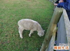 梦见别人杀羊好不好，梦到杀羊没杀死
