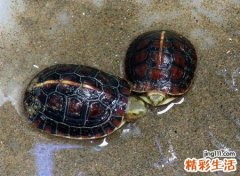 养乌龟的好处