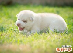 梦见一群小狗好不好，女人梦见一群狗
