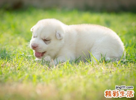 梦见一群小狗好不好，女人梦见一群狗