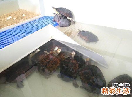 乌龟养几只比较吉利