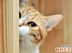 家里来猫好吗