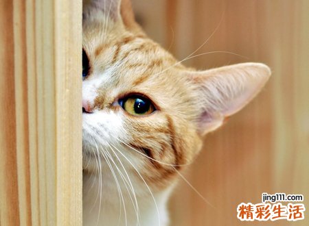 家里来猫好吗