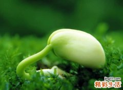 好听的爱情网名，永远爱一个人的感情昵称