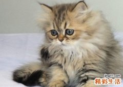 梦见猫好不好，已婚女人梦见猫是胎梦吗