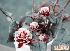 罕见又好听的长网名，特别长的个性名字