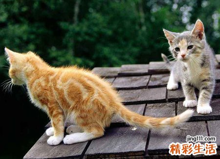 梦见很多猫是什么意思，做梦梦到一堆猫崽子