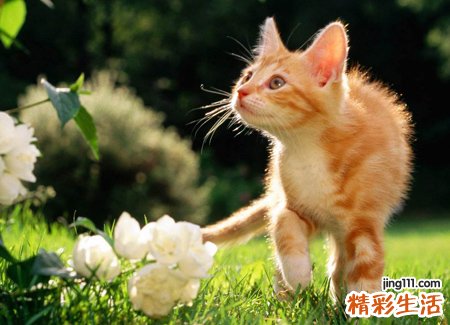 梦见猫咬我有什么预兆，做梦梦到被猫咬住不放