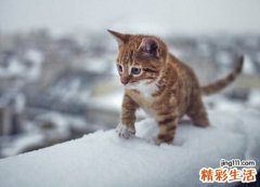 梦见猫追我有什么预兆，女人梦见被猫追着跑