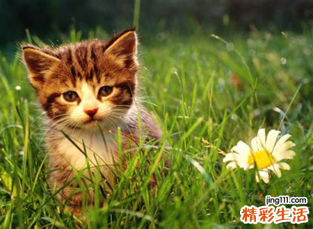 梦见猫会说话预示什么，梦到猫仙让养一只白猫