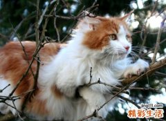 梦见猫会说话预示什么，梦到猫仙让养一只白猫